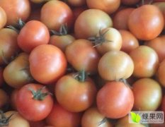 内蒙古大红硬果番茄大量上市，果品好