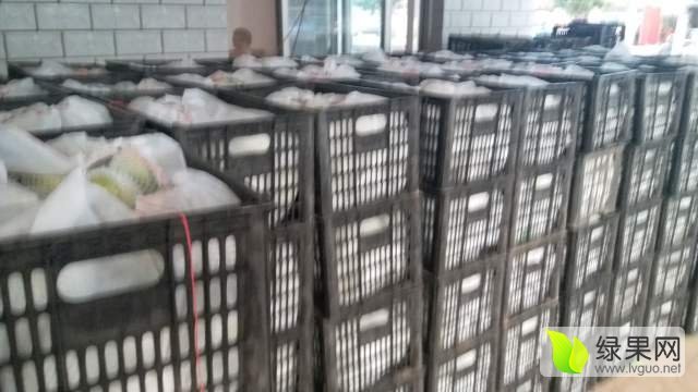 2017年河北泊头皇冠梨价格