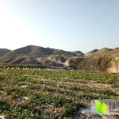 甘肃靖远 长在山上的砂田有机硒砂瓜