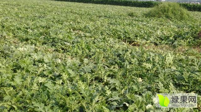 2017年河南粱园甜王系列价格