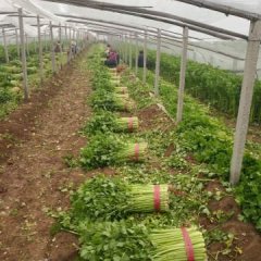 禹城芹菜 本市种植多年，有一定经验