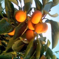 大荔又到了一年一季的柿子成熟季节