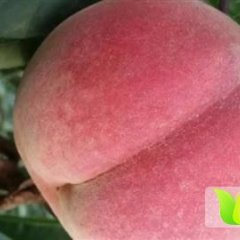 陕西大荔 阿布白桃蜜桃著名品种