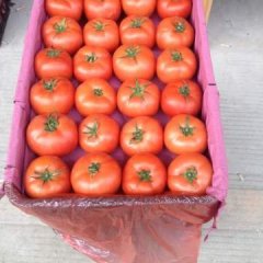 长阳高山西红柿基地8月隆重上市