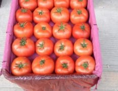 长阳高山西红柿基地8月隆重上市