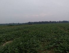 2017夏邑西瓜 万亩瓜园大量上市，皮薄多汁