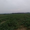 2017夏邑西瓜 万亩瓜园大量上市，皮薄多汁