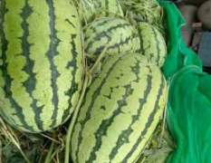 库伦旗干旱少雨，西瓜的品质特别好