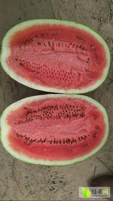 2017年内蒙古开鲁花皮无籽价格
