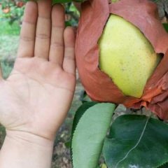 黄泛区农场郭庄村位于河南省周口市西华县