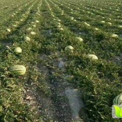 甘肃 庆阳 宁县10万亩优质西瓜大面积成熟上市