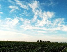 金城五号西瓜种植在新疆昌吉老龙河