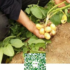 2017滕州土豆 田魅迷你土豆