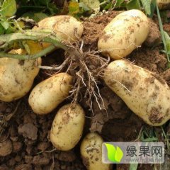 内蒙古科尔沁我处有2000亩优质沙地土豆