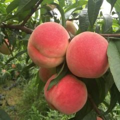 蒙阴套袋蜜桃大量上市，品名甘红