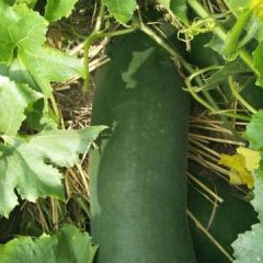 河南焦作黑皮冬瓜今年上市时间偏晚了一些