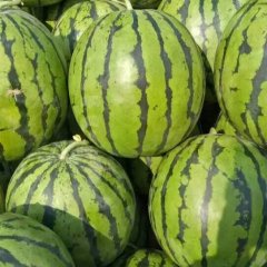 双城朝阳西瓜在7月末到9月有大量西瓜供应