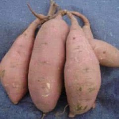 2017尉氏红薯土壤肥沃，几乎种啥成啥