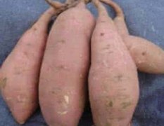 2017尉氏红薯土壤肥沃，几乎种啥成啥