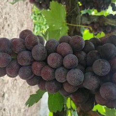 大荔葡萄聚焦市场,范家秦龙诚信合作