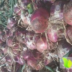 安丘洋葱红皮洋葱，临沂半高桩品种