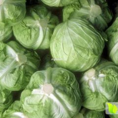 大青沟种植蔬菜基地大量批发供应甘蓝