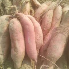 山东梁山龙署九号红薯长势旺盛