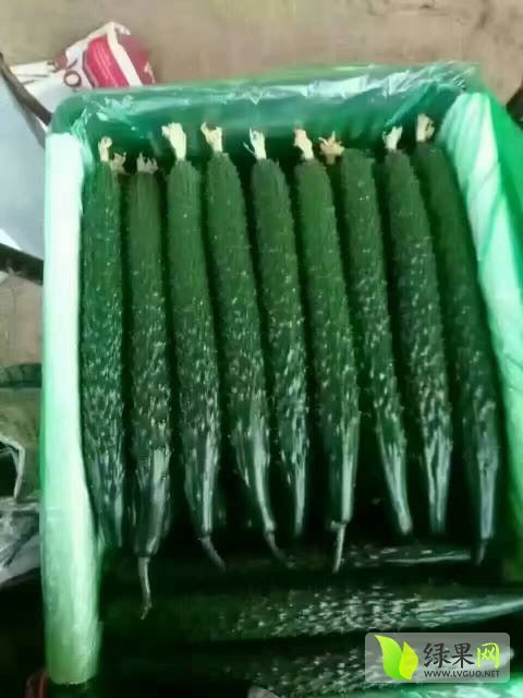 2017年山东莘县德瑞特721黄瓜价格