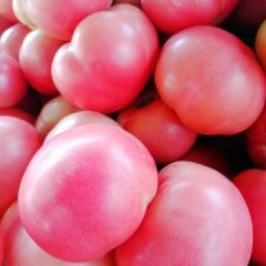 2017东昌府西红柿每年七月初开始上市