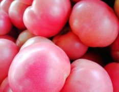 2017东昌府西红柿每年七月初开始上市