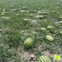 会宁县郭城驿镇扎子塬村硒砂瓜