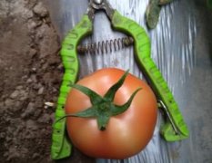 上瓦房大红番茄蔬菜基地