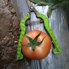 上瓦房大红番茄蔬菜基地