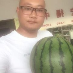 吉林公主岭西瓜凌丰666庆红999大量上市