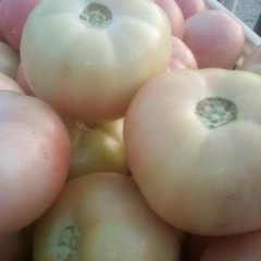 东昌府西红柿无绿肩，无空果