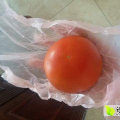 山西左权硬粉西红柿一样的价格不一样的品质