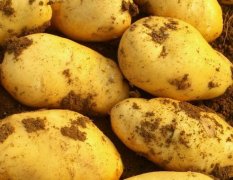 黑龙江拜泉县荷兰十五土豆八月末大量出货