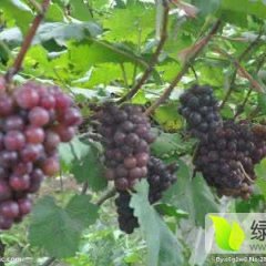 临朐  冶源镇巨峰葡萄代收处
