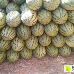 翁牛特旗占军于占军7月冠龙西瓜