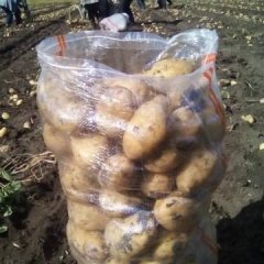 黑龙江讷河.荷兰.中薯.兴佳.代办