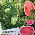 内蒙古通辽市冠龙西瓜大面积开园了
