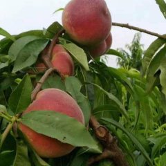 陕西阿布白毛桃大量供应中