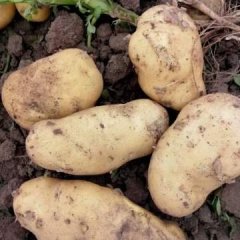 公主岭早土地上市啦