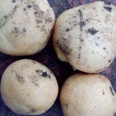 2017公主岭土豆的种植面积大，长势好产量高