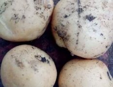 2017公主岭土豆的种植面积大，长势好产量高