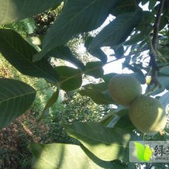 大荔核桃 今年青皮核桃整体个头较大