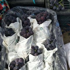 陕西渭南大荔县户太葡萄基地