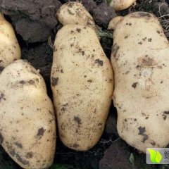 吉林公主岭荷兰十五土豆假一赔十