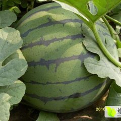 北林西瓜营养丰富,绥化李大峰诚信合作