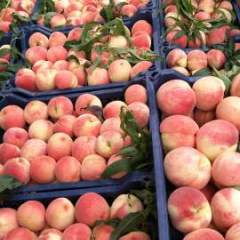 沂源蜜桃品质优良大张于朝发诚信合作